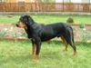 Ungarische Bracke Foto: Lord (ID 1681) Ungarische Bracke Hund