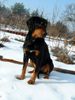 Ungarische Bracke Foto: Lord is a nice dog! (ID 3569) Ungarische Bracke Hund