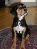 Ungarische Bracke Foto: Unseren (ID 1739) Ungarische Bracke Hund
