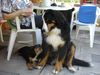 Ungarische Bracke Foto: Mirko+Max (ID 1741) Ungarische Bracke Hund