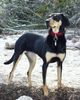 Ungarische Bracke Hund