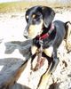 Ungarische Bracke Hund