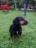Ungarische Bracke Hund