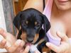 Ungarische Bracke Foto: Ich bin so neugirig?! (ID 5563) Ungarische Bracke Hund