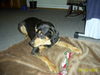 Ungarische Bracke Foto: ist das eine ungarische bracke oder nicht (ID 41900) Ungarische Bracke Hund