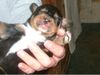 Ungarische Bracke Foto: I was born only 5 days ago!!! (ID 11876) Ungarische Bracke Hund