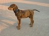 Ungarische Bracke Foto: Cleo (ID 6106) Ungarische Bracke Hund