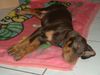Ungarische Bracke Foto: Cleo (ID 6107) Ungarische Bracke Hund