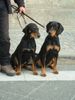 Ungarische Bracke Foto: Cukor & Árnyék (ID 1683) Ungarische Bracke Hund