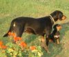 Ungarische Bracke Foto: Doris and her daughter (ID 1682) Ungarische Bracke Hund