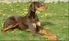 Ungarische Bracke Foto: Cleo (ID 41059) Ungarische Bracke Hund
