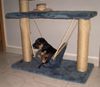 Ungarische Bracke Foto: little Mad Murdock, gerade 8 Wochen alt (ID 33156) Ungarische Bracke Hund