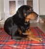Ungarische Bracke Foto: Lord (ID 1685) Ungarische Bracke Hund
