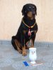 Ungarische Bracke Foto: Nyárádmenti-Nimród Lord (ID 1679) Ungarische Bracke Hund