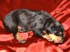 Ungarische Bracke Foto: Kopó puppy at 10 days (ID 4087) Ungarische Bracke Hund