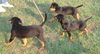 Ungarische Bracke Foto: puppies (ID 1686) Ungarische Bracke Hund