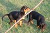 Ungarische Bracke Foto: puppies (ID 1684) Ungarische Bracke Hund