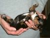 Ungarische Bracke Foto: Put me down!!! (ID 11877) Ungarische Bracke Hund