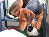 Ungarische Bracke Foto: tony macht es sich gemütlich (ID 42564) Ungarische Bracke Hund