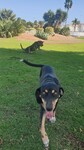Ungarische Bracke Foto: Gefunden und adoptiert in July 2020. Ist das eine ungarische Bracke? (ID 47767) Ungarische Bracke Hund