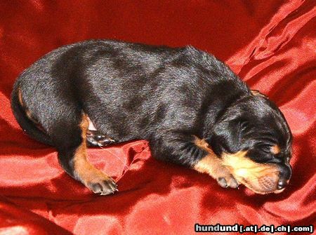 Ungarische Bracke Hunde Foto 4087 Ungarische Bracke Kopó puppy at 10 days