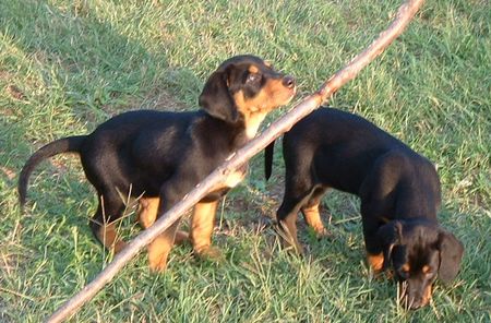Ungarische Bracke Hunde Foto 1684 Ungarische Bracke puppies