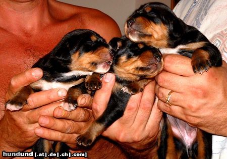 Ungarische Bracke Hunde Foto 4085 Ungarische Bracke 10 days old puppies
