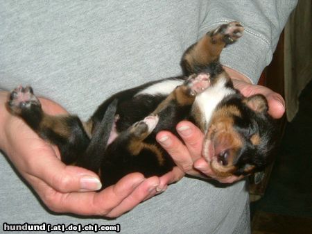Ungarische Bracke Hunde Foto 11877 Ungarische Bracke Put me down!!!