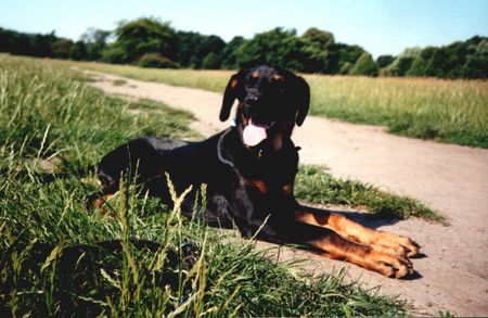 Ungarische Bracke Hunde Foto 1830 Ungarische Bracke