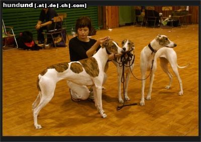Ungarischer Windhund Esnekier Agata und Ungarischer Windhunden