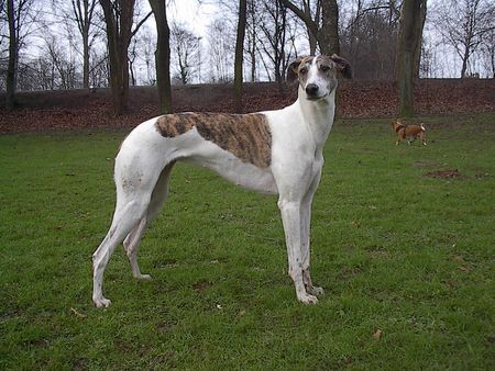 Ungarischer Windhund Hunde Foto 36914 in höherer Auflösung ansehen Ungarischer Windhund Magyar Agar