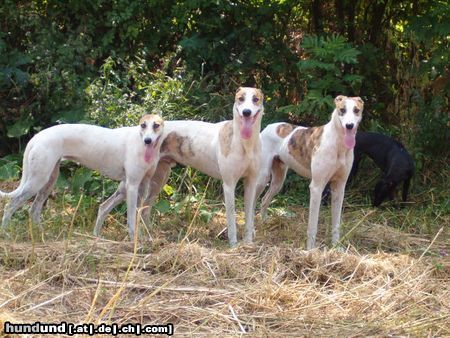 Ungarischer Windhund Hunde Foto 15633 Ungarischer Windhund das Spalier