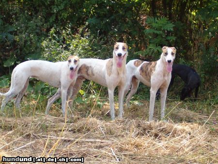 Ungarischer Windhund das Spalier