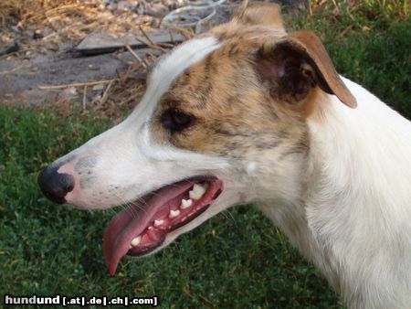 Ungarischer Windhund Portrat-Dévaj Strázsa