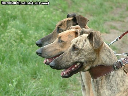 Ungarischer Windhund Őzűző A.Gesztenye and her daughters: Repülj Barka and Repülj babám