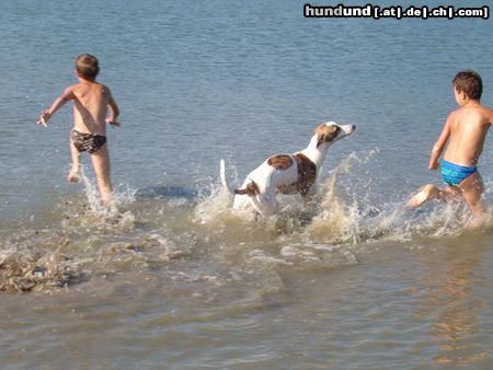 Ungarischer Windhund Spiel
