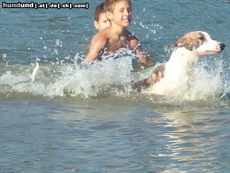 Ungarischer Windhund das Bad
