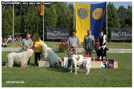 Ungarischer Windhund Hunde Foto 15418 Ungarischer Windhund Beste Hundepaar-in Welttreffen für Ungarische Hunderassen-Dévaj Orvos+Dévaj Orsó