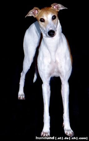 Ungarischer Windhund Hunde Foto 10929 Ungarischer Windhund Devaj Torpedo intern.Champion,BJS/WJS´96´,ES97,WS 2000,DWZRV Sieger97