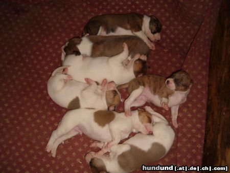 Ungarischer Windhund Hunde Foto 15429 Ungarischer Windhund Welpen