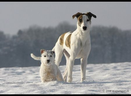 Ungarischer Windhund Magyar agar im Schnee