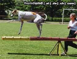 Ungarischer Windhund Spass beim Agility