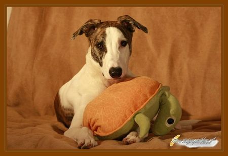 Ungarischer Windhund Hunde Foto 43556 in höherer Auflösung ansehen Ungarischer Windhund 6 monate alter Magyar agar