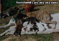 Ungarischer Windhund Famielie :)
