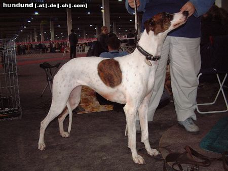 Ungarischer Windhund Ch. Cserihegyi Balzsam