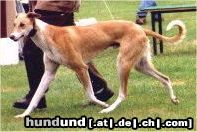 Ungarischer Windhund Hunde Foto 4181 Ungarischer Windhund weil es nur ein bild gibt hab ich welche gesucht und ......da ist das schönste das ich gefunden hab