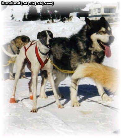 Ungarischer Windhund Lilith Betcha Katcha Europameisterin Lostallo