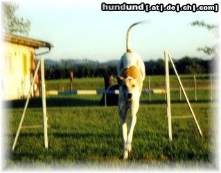 Ungarischer Windhund Hunde Foto 6718 Ungarischer Windhund Mambo Betcha Katcha