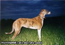 Ungarischer Windhund Egresfalvi Claudia