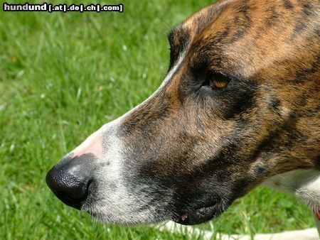 Ungarischer Windhund Portrait von JCh. Cserihegyi Befogod